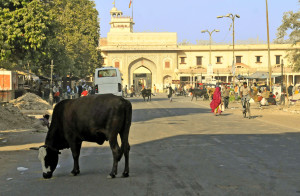 Street in Jaipur (Photo by Don Knebel)